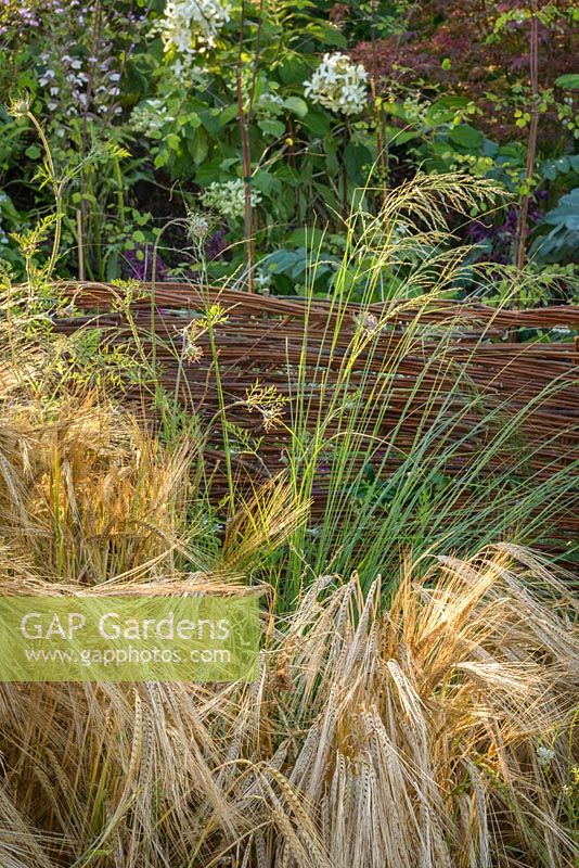 Hordeum vulgare - barley in front of a pleached hedge made of willow wicker, The Normandy 1066 Medieval Garden, RHS Hampton Court Flower Show in 2016. Designed by Stephane Marie, Alexandre Thomas