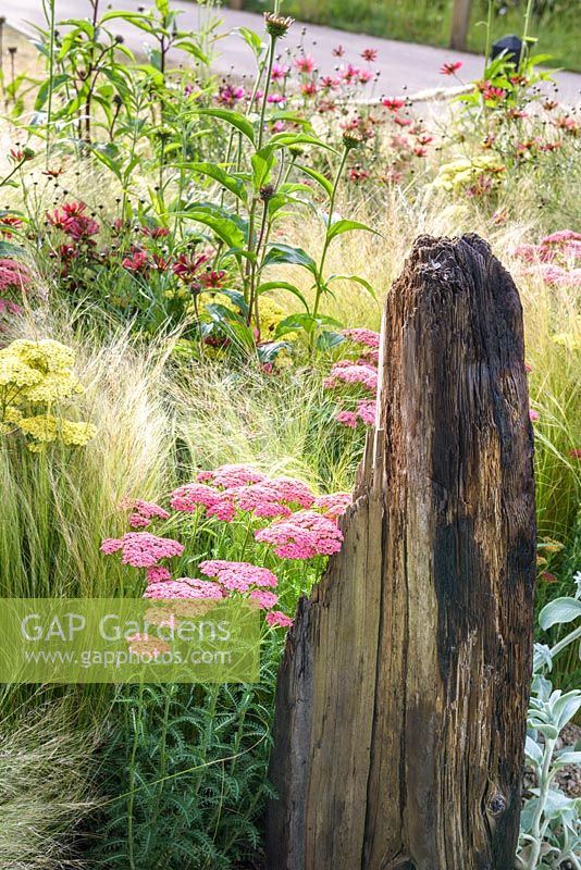 Smoldering Wood beam surrounded by Purple Coreopsis, Achillea 'Summer Fruits Lemon', Achillea 'Summer Fruits Carmine', echinaceas and Stipa tenuissima. Great Gardens of the USA: The Austin Garden, RHS Hampton Court Flower Show in 2016. Designer: Sadie May Stowell - Sponsor: Brand USA