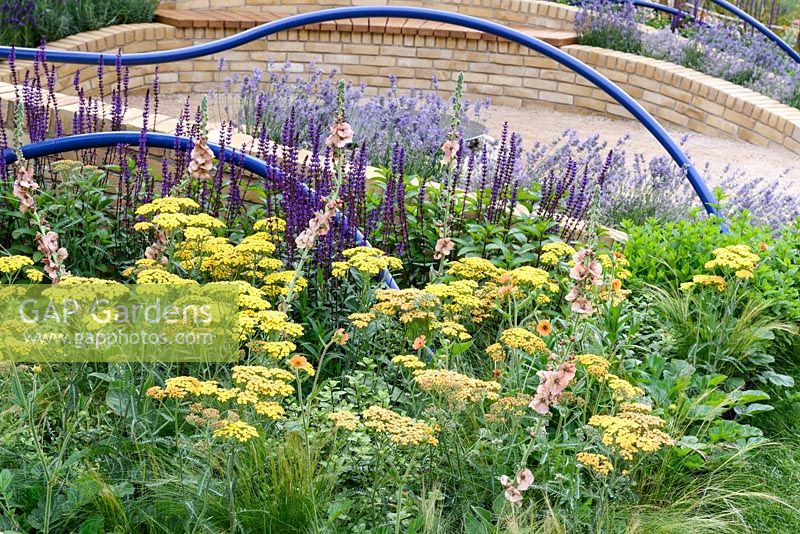 Planting of achillea, verbascum, geum and salvia in The Abbeyfield Society: a Breath of Fresh Air, RHS Hampton Court Palace Flower Show 2016