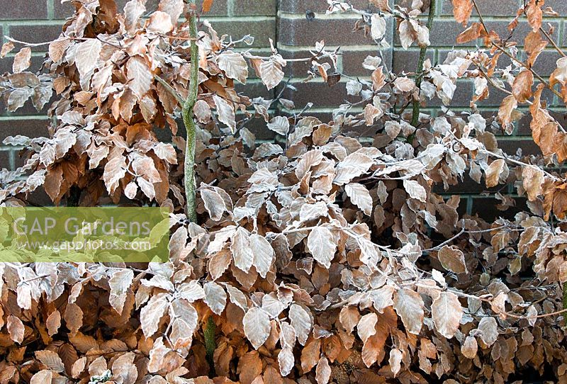 Frosted Copper Beech - Fagus sylvatica hedge in winter