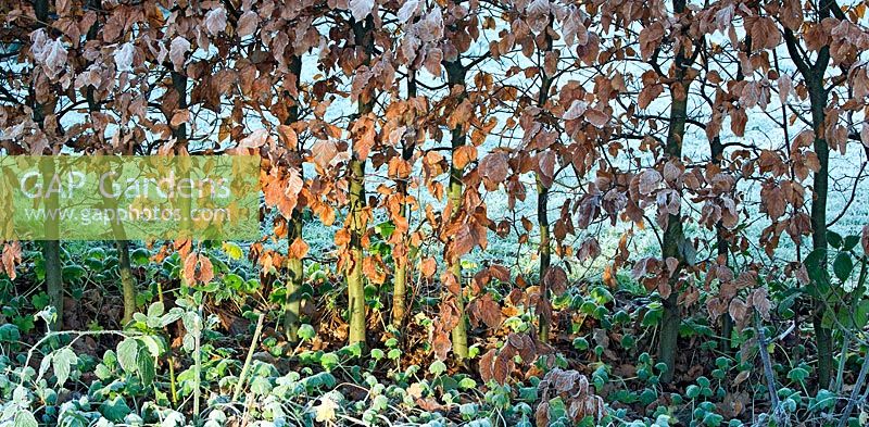 Frosted Copper Beech - Fagus sylvatica hedge with winter sunlight