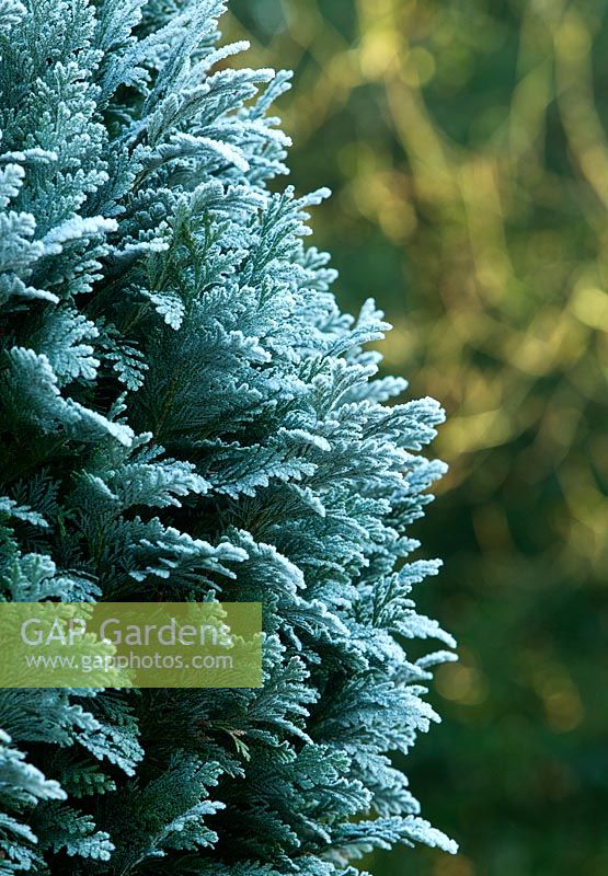 Chamaecyparis lawsoniana 'Pembury Blue' Conifer frosted in Winter.