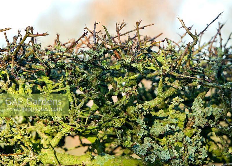 Lichen on hawthorn, crataegus monogyne hedge