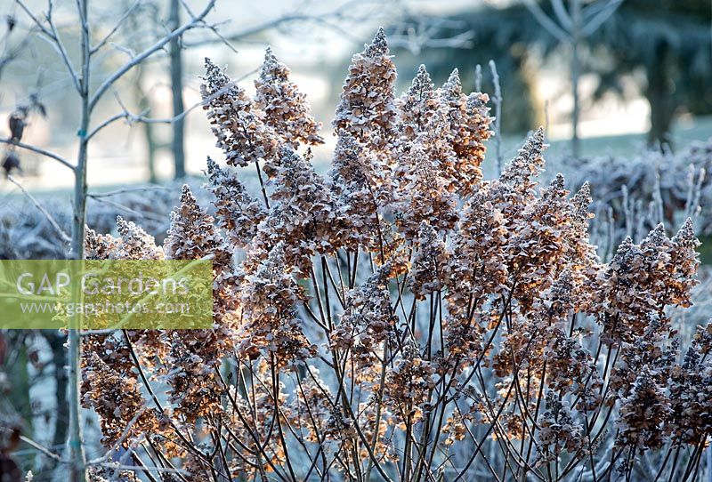 Hydrangea paniculata backlit frost covered seed heads in winter 