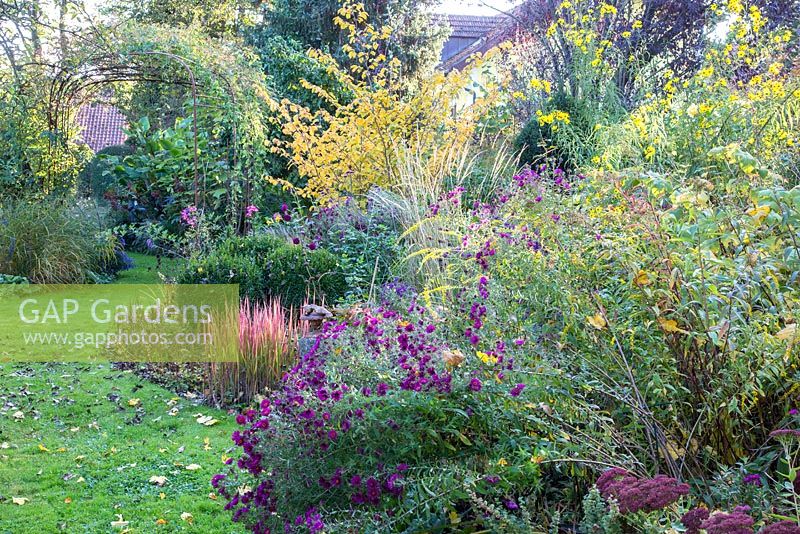 A mixed Autumn border planted with Aster Astilbe chinensis 'Pumila', Buxus, Hamamelis intermedia, Helianthus salicifolius, Imperata cylindrica 'Red Baron' and Solidago