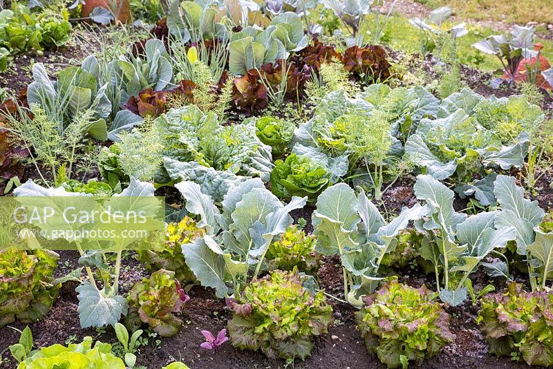 Detail of kitchen garden with mixed cultivation: Salads, kohlrabi, fennel, cabbage and onions