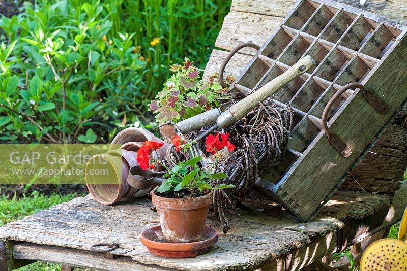 Pelargonium, clay pots and hand tools next to antique beer crate