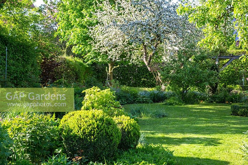 Spring garden with flowering apple tree, a lawn and box spheres in perennial borders, Buxus and Malus domestica