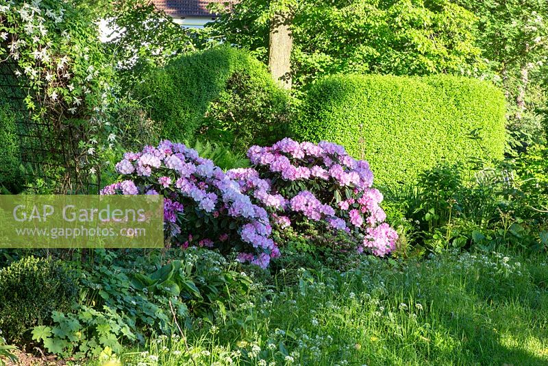 Rhododendron between a yew hedge and a flower meadow, Ligustrum.