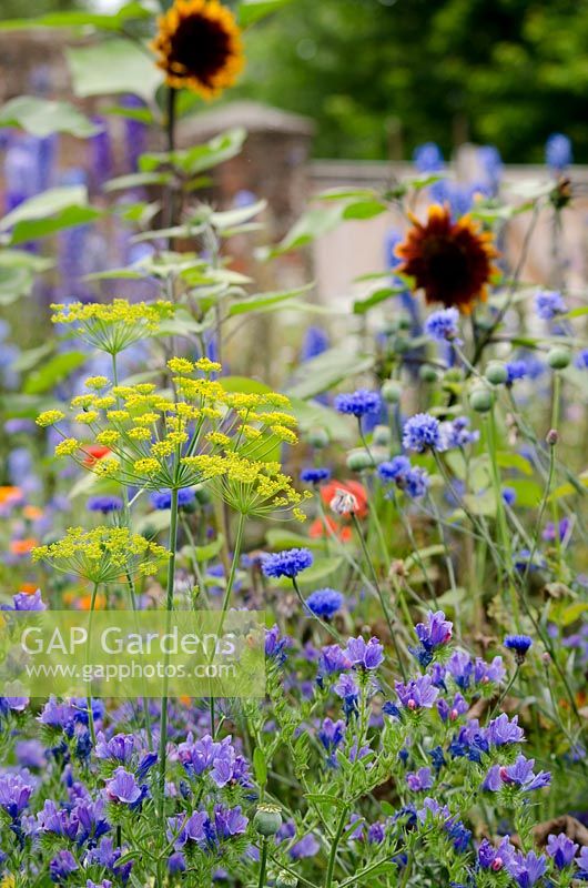 Anethum graveolens and Echium 'Blue Bedder' with sunflowers