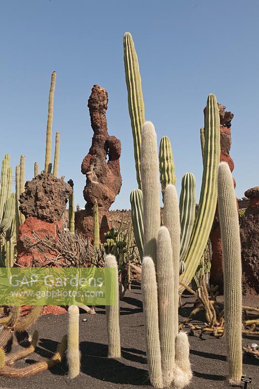 Cephalocereus senilis and Pachycereus pringlei with feature lava rocks - Bunny Cactus, Giant Cardon Cactus - El Jardin de Cactus, Lanzarote, Canary Islands 