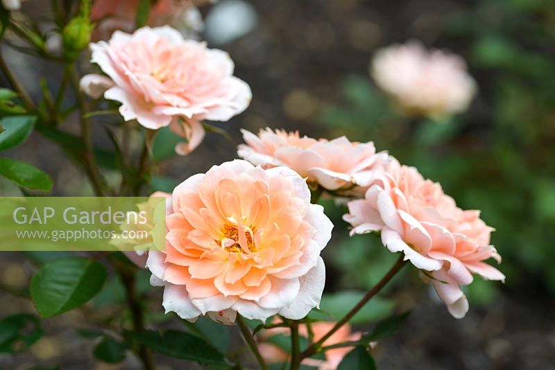 Rosa 'Flower Power' - patio rose
