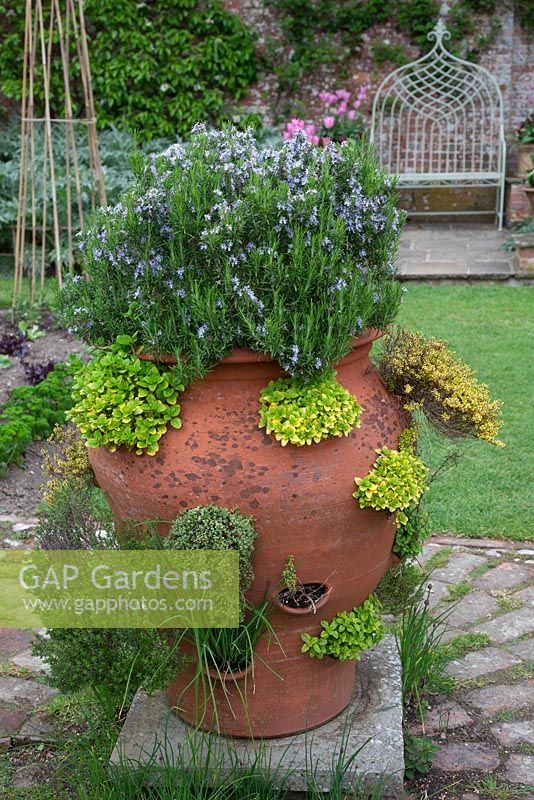 Huge terracotta herb planter filled with herbs. Rosemary, Silver and Golden Thyme, Golden Marjoram, Chives,  on a brick circle in centre of potager