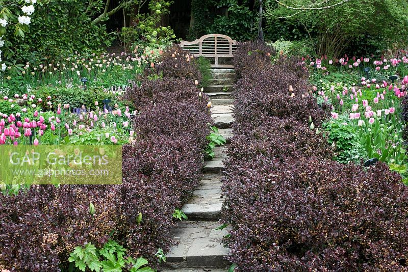 Purple Berberis thunbergii 'Atropurpurea nana' low hedge edges path leading to Lutyens style bench. 'Tulipa ' Barcelona',Tulipa 'Stunning Apricot' Tulipa ' Survivor', Tulipa 'Fantasy Lady', Tulipa 'China Pink'   in The Lutyens bed