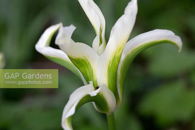Tulipa 'Green Star' 