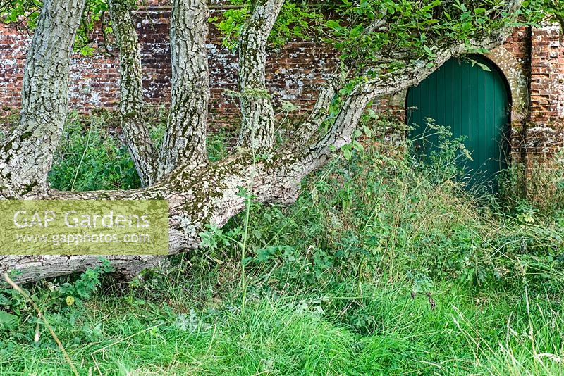 Juglans regia - Fallen Walnut Tree in Walled Garden