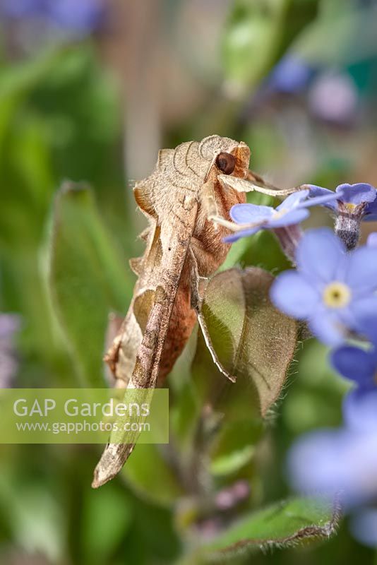 Angle Shades moth on Mysotitis flowers