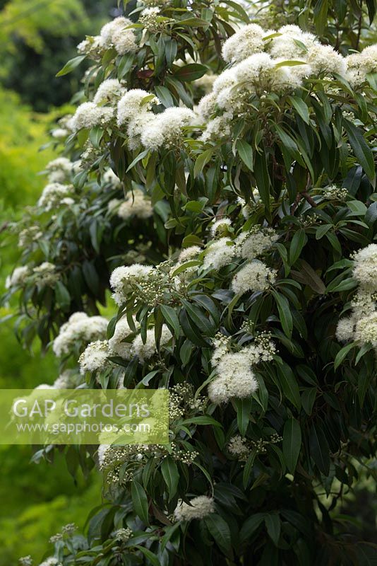 Backhousia citriodora, Lemon Scented Myrtle details of a small tree with clusters of white flowers.