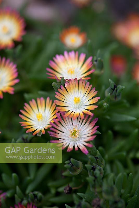 Delosperma cooperi 'Jewel of the Desert', low growing succulent with short fleshy leaves and daisy like leaves in shades of pink, orange and yellow.