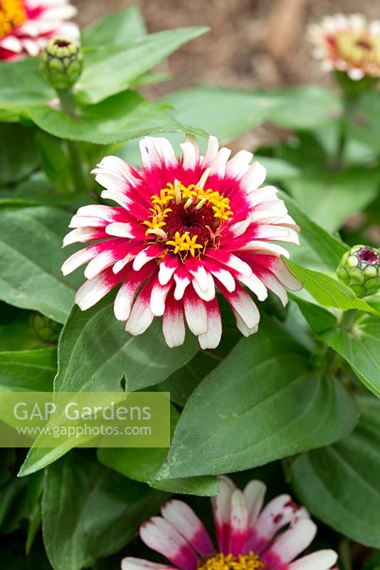 Zinnia haageana 'Persian Carpet mix', a single bi-coloured pink and white double flower with a yellow centre.