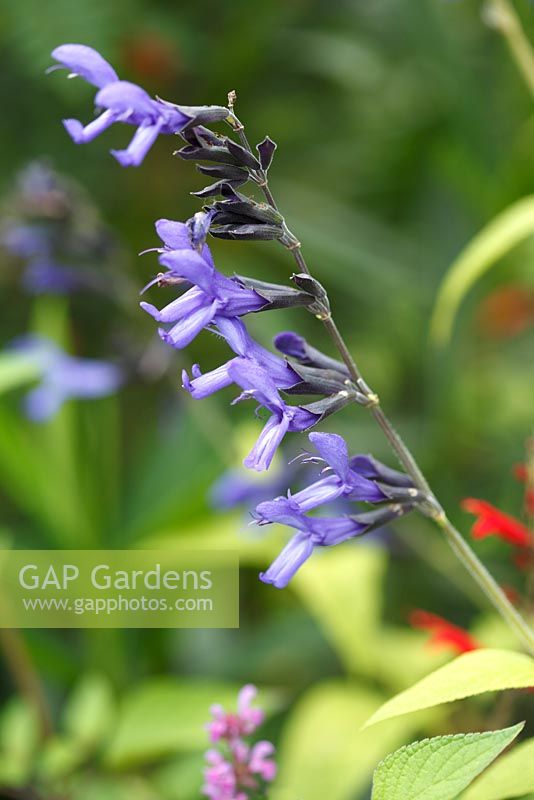 Salvia guaranatica 'Black and Blue'