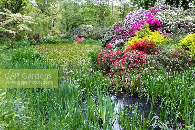 A pond in the Chinese area surrounded by Stratiotes aloides, Cornus controversa 'Variegata', Rhododendron 'Scarlet Wonder' and  Berberis thunbergii 'Aurea'