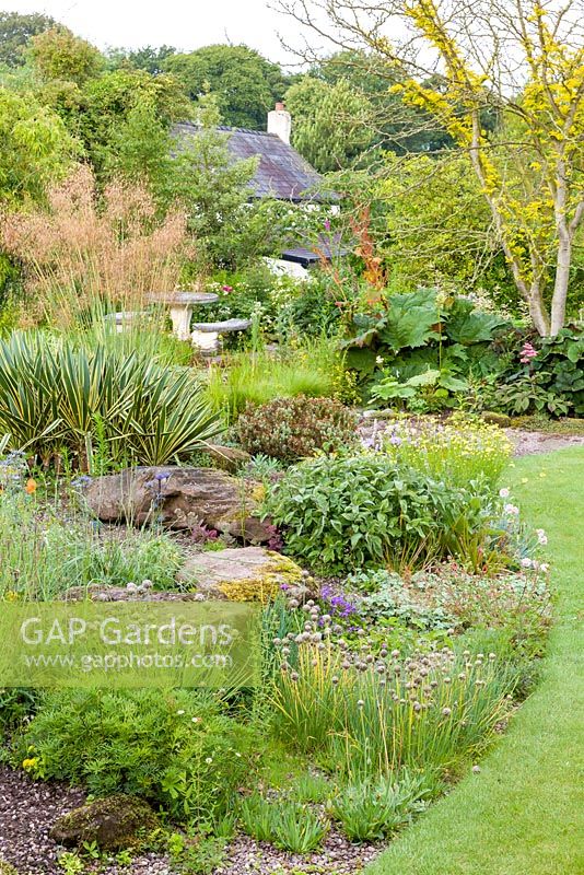 Lawns sweeping down towards the house at Bluebell Cottage Gardens, Cheshire. Plants in the border include Yucca Gloriosa 'Variegata', Stipa gigantea, Anthemis tinctoria 'E.C. Buxton' and Strobilanthes attenuata