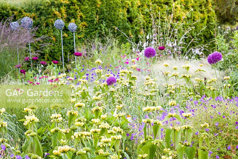 A section of a herbaceous border featuring contemporary metal garden ornaments at Bluebell Cottage Gardens. Plants include ornamental grasses, Phlomis russeliana, Lychnis coronaria, Papaver somniferum and Alliums