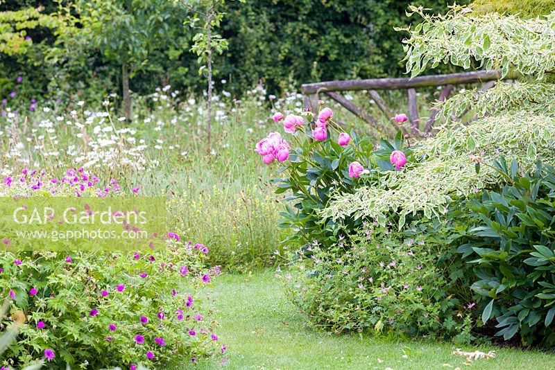 Herbaceous borders with plants including Peonia 'Bowl of Beauty' and Geranium 'Patricia' at Bluebell Cottage Gardens, Cheshire. In the background is an orchard underplanted with oxeye daisies
