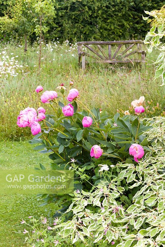 Peonia 'Bowl of Beauty' in a herbaceous border at Bluebell Cottage Gardens, Cheshire