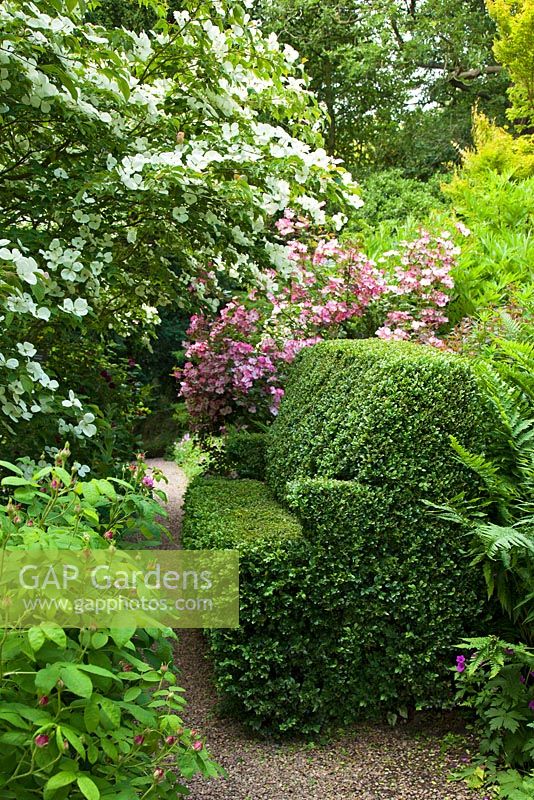 Topiary sofa along a gravel pathway in the terraced gardens at Bolham Manor, Nottinghamshire, with Cornus kousa 'Norman Hadden' and pink Rosa 'Rosy cushion'. 