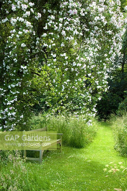 Rosa 'Paul's Himalayan Musk' growing up a large tree in the old orchard at Bolham Manor, Nottinghamshire