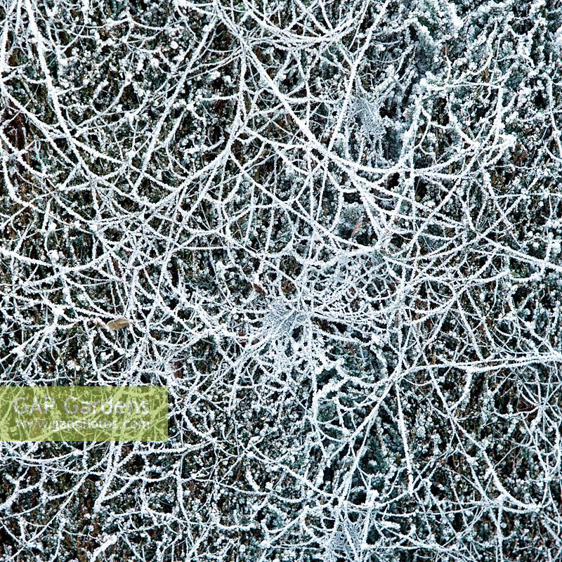 Winter frost covered foliage and web