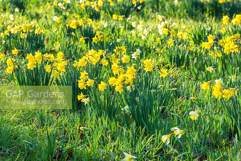 Narcissus obvallaris and Narcissus pseudonarcissus naturalised in rough grass