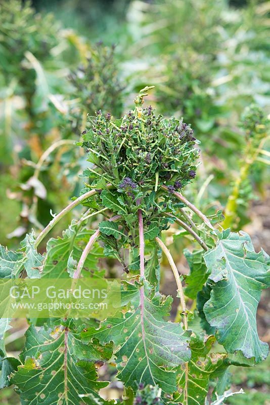 Purple sprouting broccoli showing pigeon damage.