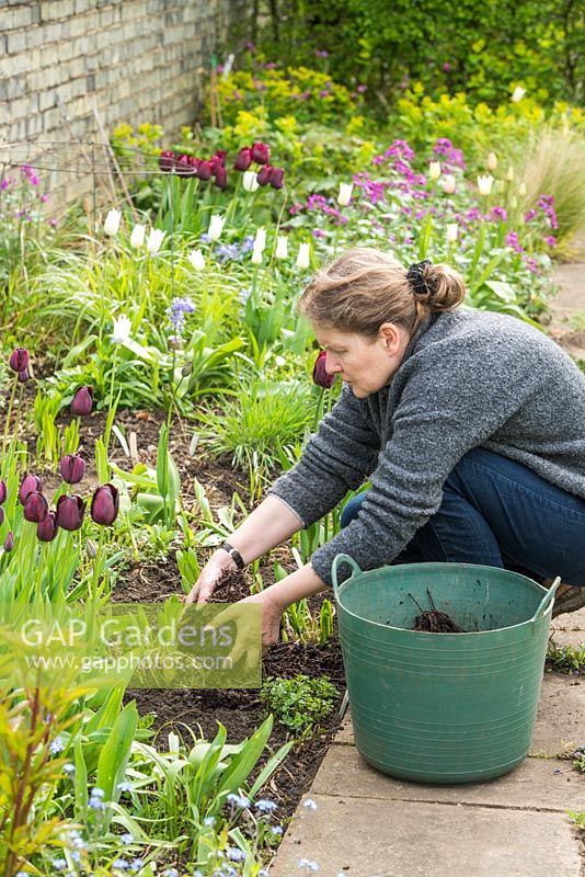 Lifting and dividing an Agapanthus in Spring. After planting mulch the soil surface with garden compost or similar