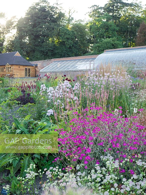 Summer herbaceous planting with the historic greenhouse in the distance.