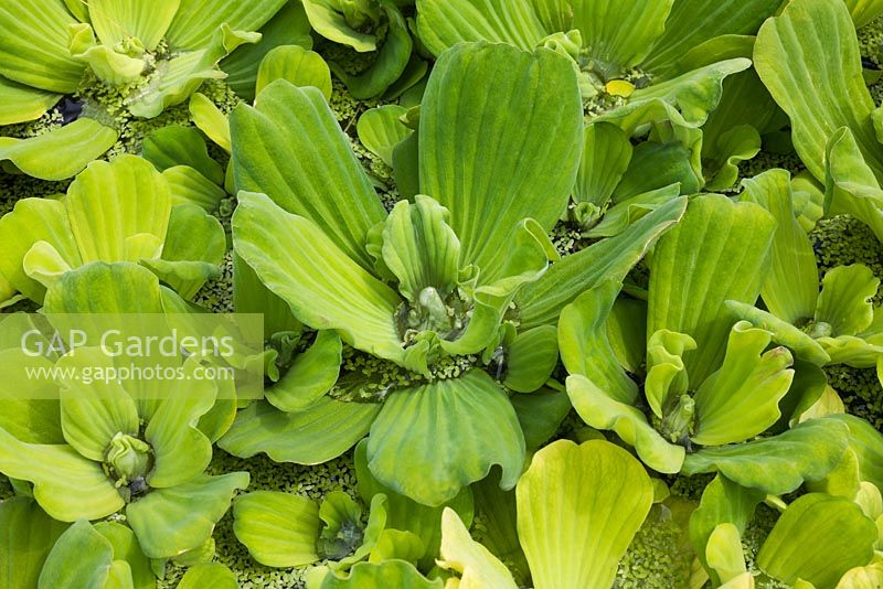 Pistia stratiotes - Water Lettuce on pond surface in summer