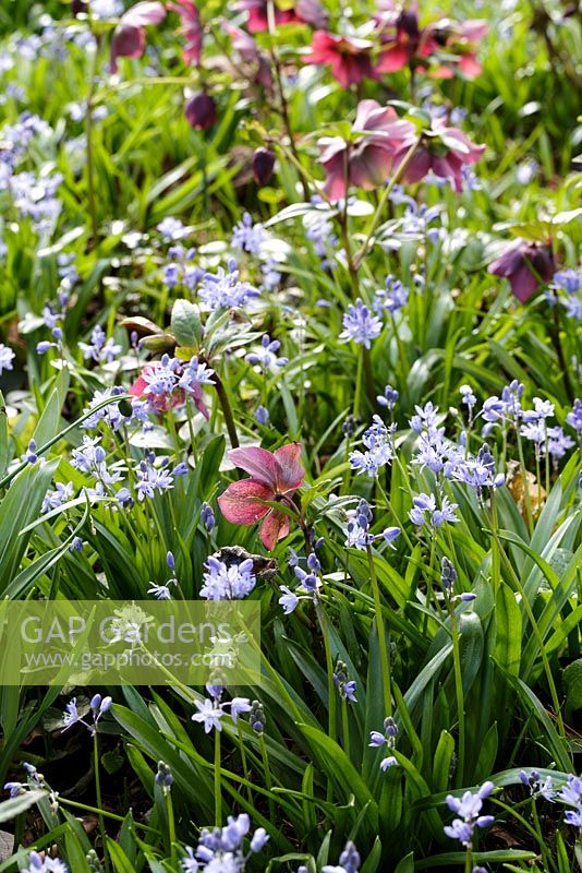 Hellebores and Scilla sibirica - Siberian Squill in spring border planting