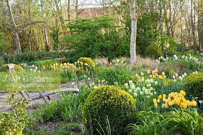 Spring borders of tulips and daffodils. Box topiary. Tulipa 'Spring Green', Tulipa 'Strong Gold', Tulip 'Golden Apeldoorn'.