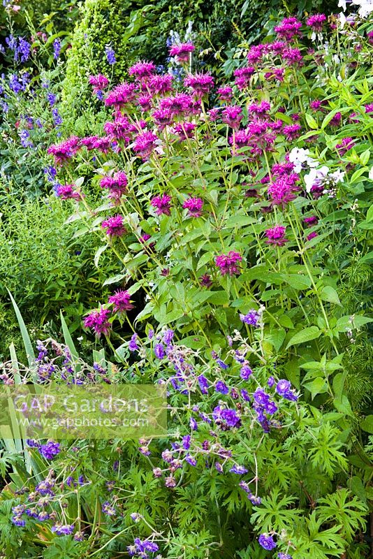 Summer border Monarda 'Purple Ann' and Geranium pratense 'Plenum Violaceum'.