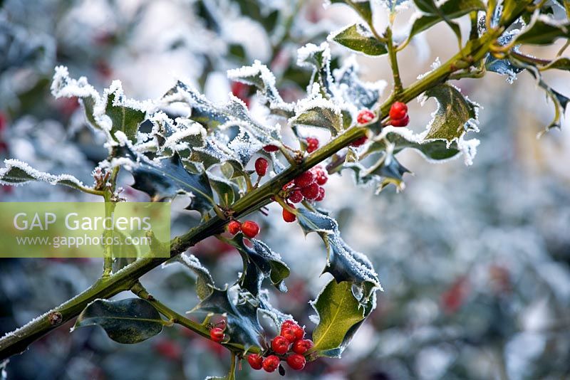 Frosty holly with berries