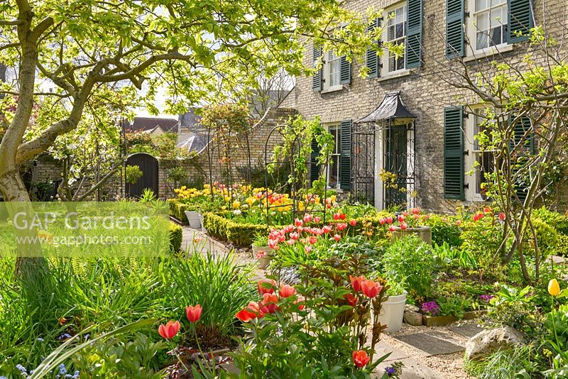 Formal town garden in spring. Medlar tree, roses trained over arches, box edging and tulips.
