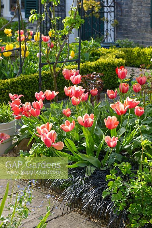 Formal town garden in spring. Tulips, Ophiopogon planiscapus 'Nigrescens', box edging.