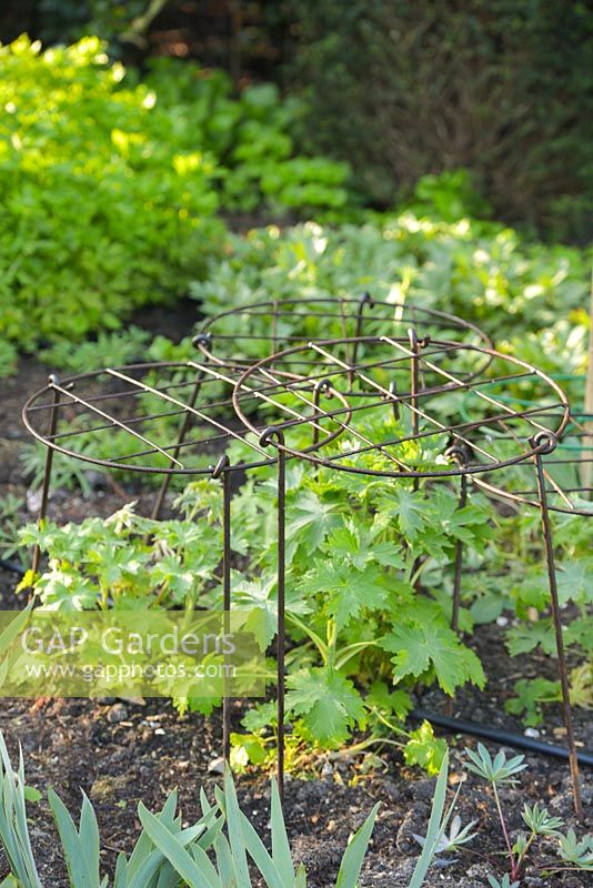 Wire supports placed over emerging shoots of delphiniums.