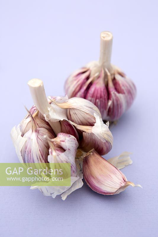 Garlic 'Edenrose'