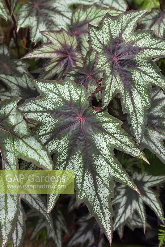 Begonia 'Little Brother Montgomery' 