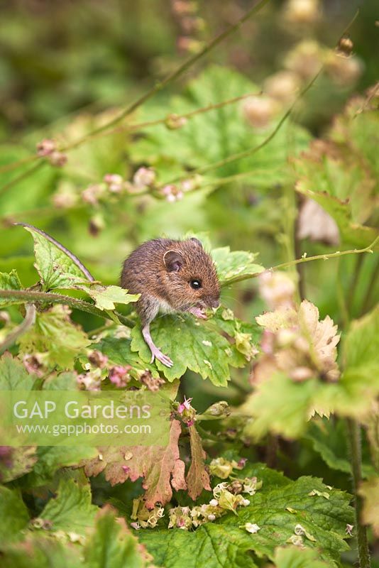 Harvest mouse eating Tellima grandiflora flowers