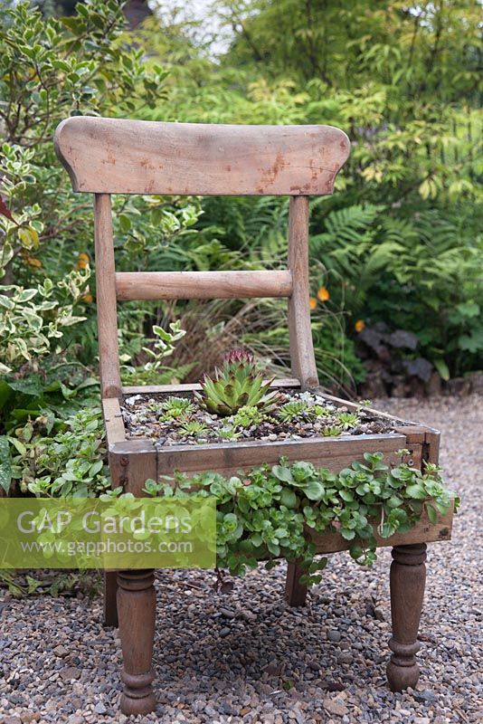 Old wooden chair in corner of garden with Saxifraga and Sempervivum growng in seat base 
