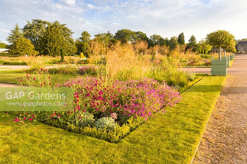 Just after dawn in the Italian Garden at Trentham Gardens, Staffordshire - designed by Tom Stuart-Smith. Planting includes Portuguese laurels, Geraniums, Knautia macedonica, Sedum and Stipa gigantea
